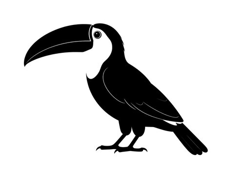 Silhouette of a toucan bird with large beak, black body, and white chest, isolated on white