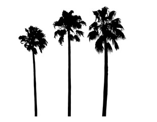 Obraz premium Three Separate Palm Trees, vectors on separate layers