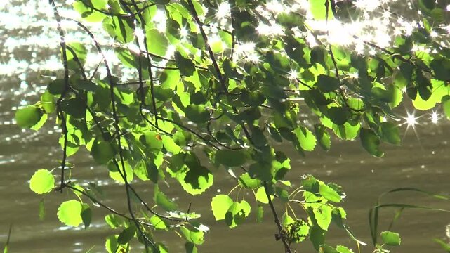 Helsinki, Finland. The Vantaa River, leaves and birch branches sway from the wind against the backdrop of sparkling water in the sun. Summer day.