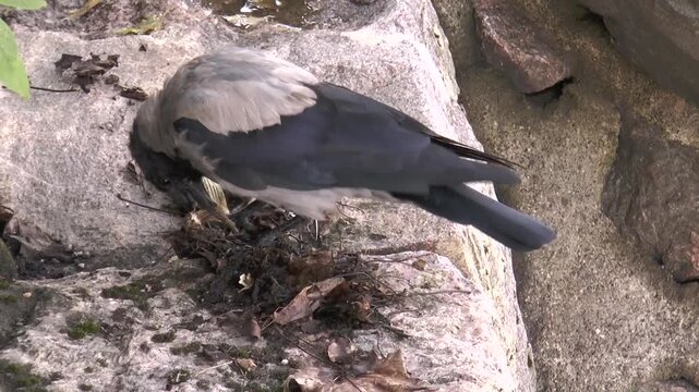  Funny stupid crow pecks the remains of dry fish on a rocky river Bank on a summer day.
