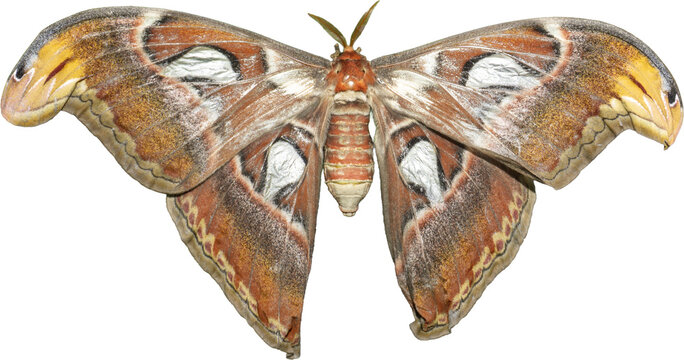 Atlas Moth (Attacus atlas) Isolated on Transparent Background &ndash; Giant Tropical Insect PNG