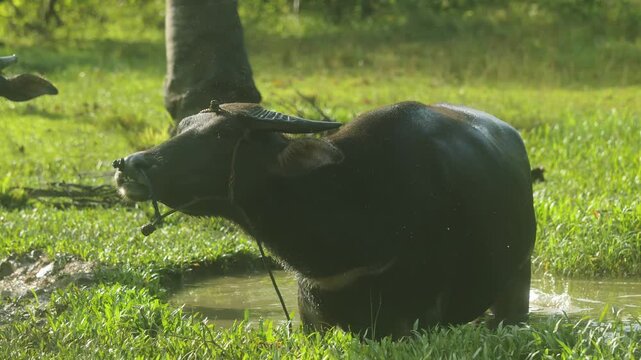 Water buffalo standing in muddy water, Palawan Philippines rural tropical field