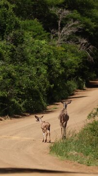 Female black-tailed deer with fawn walking along forest road, viewed from safari jeep windshield, wildlife scene through front glass, natural behavior, cautious movement, travel safari photography