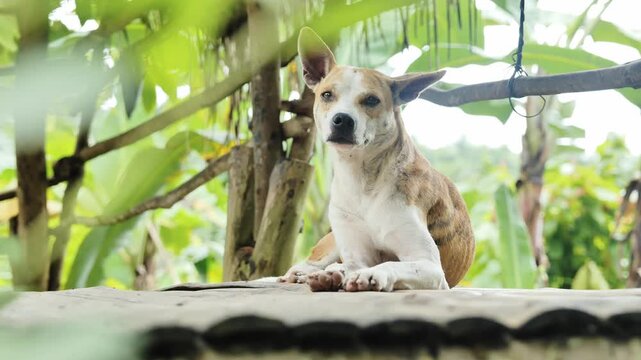 Street dog resting calmly in Santander Cebu Philippines surrounded by greenery