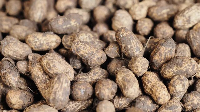 Macro view, raw peanuts highlighting texture and natural food ingredient detail