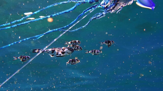 Group of small fish swimming safely among the stinging blue tentacles of a Physalia physalis
