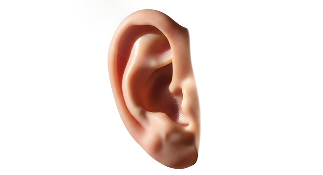 Realistic human ear anatomy close-up studio shot with body part ear canal outer ear white background auditory audition biological humanity wellness information