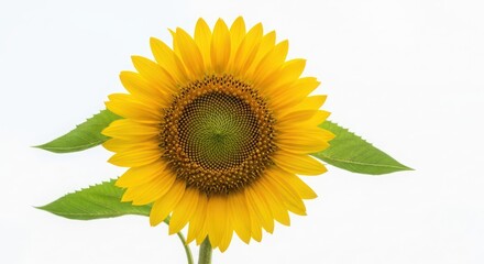 Obraz premium Vibrant sunflower with green leaves on white background