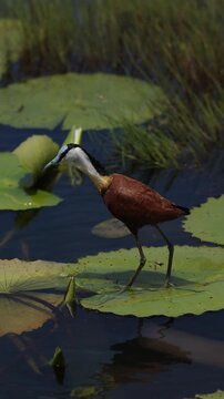 African jacana walking across floating water lily pads in shallow wetland habitat, delicate bird stepping on green leaves over calm water surface, detailed wildlife nature scene, soft natural light