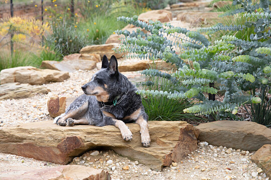 Australian Cattle Dog rests on natural stone steps in a landscaped native garden
