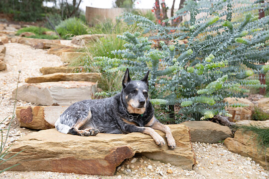 Australian Cattle Dog rests on natural stone steps in a landscaped native garden
