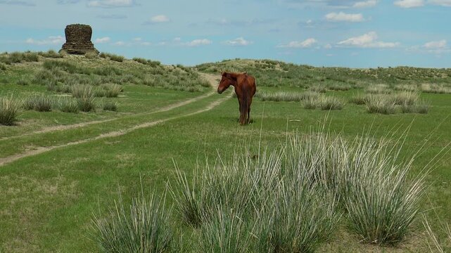  A horse grazes in the steppe on a summer day. An ancient stupa in the distance. The Mongolian landscape.