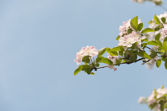 Delicate pink apple blossoms on a leafy branch set against a clear blue sky, evoking calm springtime beauty, freshness and gentle sunlight with ample negative space for design and copy.