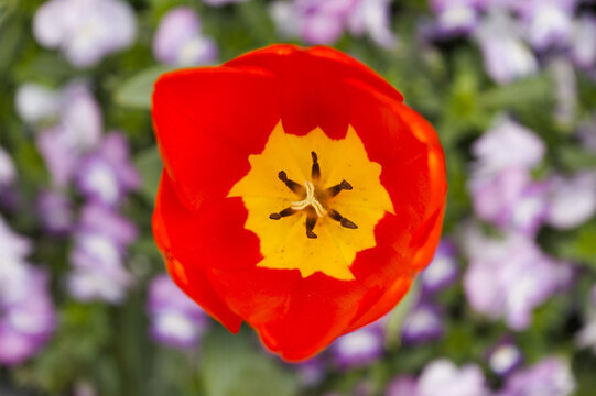 Top-down macro of a vibrant red tulip with a bright yellow center, sharp stamen and soft purple blooms blurred in the background, conveying spring color, beauty and close-up floral detail.