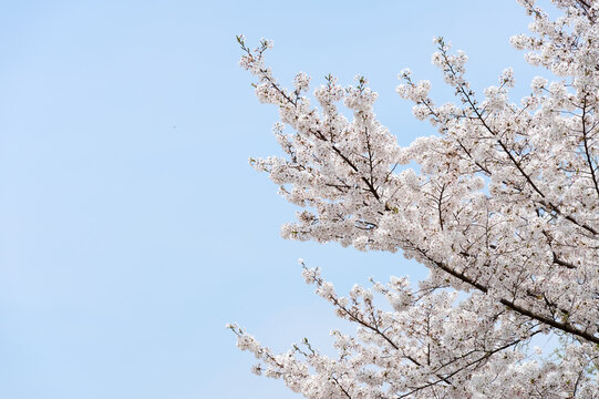 Delicate white cherry blossom (sakura) branches bloom against a clear blue sky, evoking springtime renewal, calm, and natural beauty with soft petals and graceful tree silhouettes.