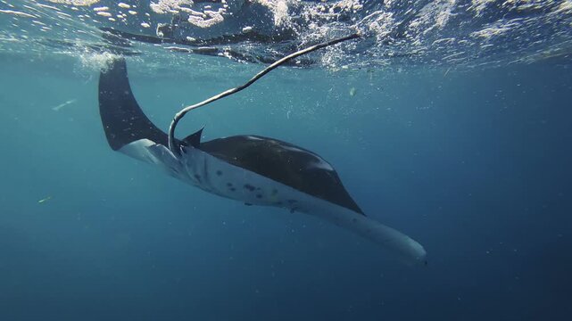 Manta Ray Swimming Calmly in Clear Blue Water Near Snorkeler Bali Underwater Scene