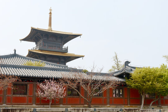 A historic Japanese temple pagoda with ornate golden roofs framed by blooming cherry blossom trees and lush greenery, showcasing traditional architecture, cultural heritage and a peaceful springtime