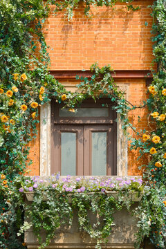 A sunlit brick facade featuring a wooden window and overflowing flower box with purple blooms, trailing ivy and yellow roses, creating a romantic, rustic garden feel on an urban balcony.