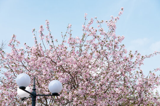 Delicate pink cherry blossoms fill the frame around a vintage lamp post under a crisp blue sky, evoking springtime renewal, peacefulness and soft, romantic outdoor scenery in an urban park.