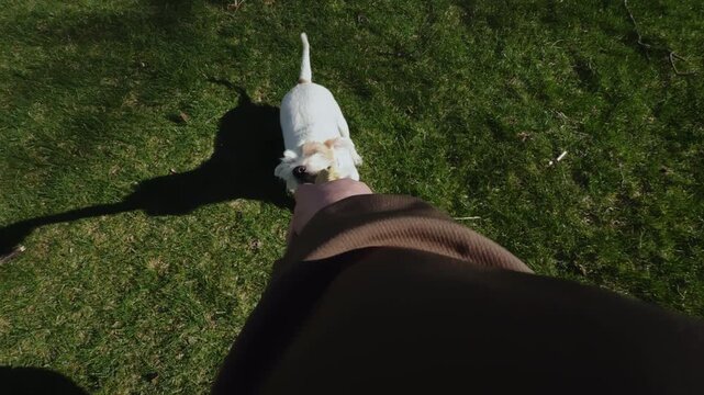 Jack Russell dog Playing Tug of war game Outdoors on bright sunny day. Happy Dog pulling a toy from owner. 