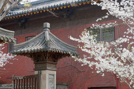 Ancient Chinese temple roof and carved gatepost framed by white cherry blossoms against a textured red wall, evoking springtime serenity, tradition, and architectural detail in a tranquil garden