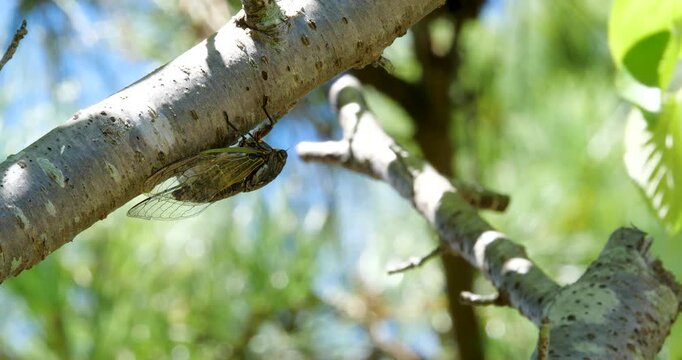 蝉(クマゼミ)が鳴いている4K動画、集音マイクで収録