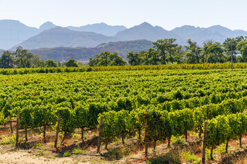 Fototapeta premium Sunlit vineyard rows with mountain backdrop