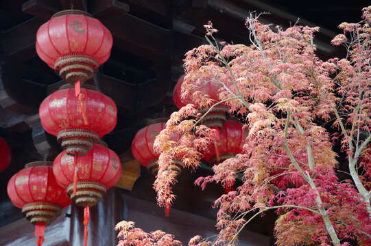 Red hanging lanterns with the chinese caraters Fu, Zhi and ye meaning happiness and knowledge contrast with delicate autumn maple leaves in front of a traditional wooden temple pavilion, evoking a