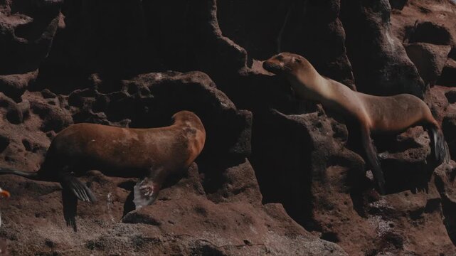 Group of sea lions resting on rocky coastal shore, sunlit marine mammals relaxing on seaside rocks near the ocean, peaceful wildlife scene with natural habitat, blue water and rugged coastline in