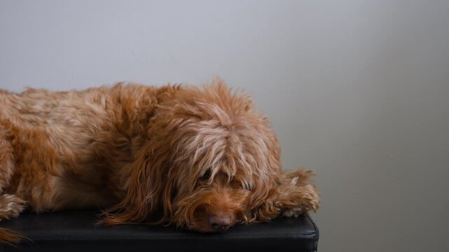 Labradoodle dog resting on a soft cushion indoors. relaxed fluffy pet lying on the sofa 