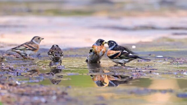 Brambling Birds Interaction and Drinking in Water with Reflection