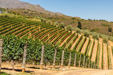 Fototapeta premium Sunlit vineyard rows with mountain backdrop