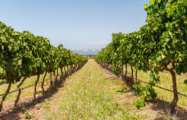 Naklejka premium Sunlit vineyard rows