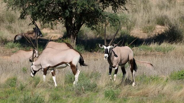 A group of gemsbok antelopes (Oryx gazella) in natural habitat, Kalahari desert, South Africa
