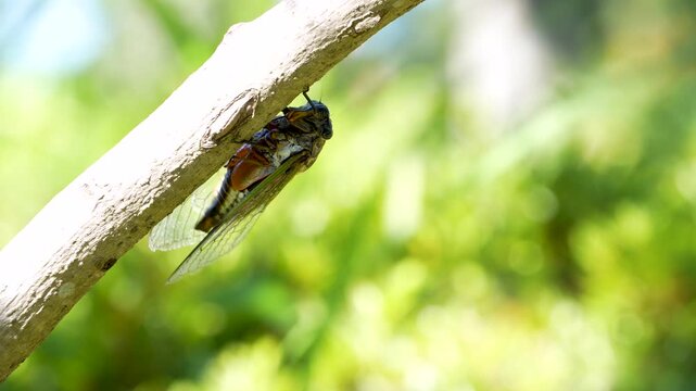 蝉(クマゼミ)が鳴いている4K動画、集音マイクで収録