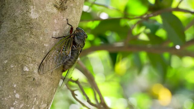 蝉(クマゼミ)が鳴いている4K動画、集音マイクで収録