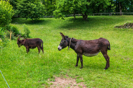 Donkeys grazing on an alpine green meadow