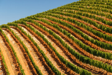 Naklejka premium Sunlit vineyard rows in South Africa