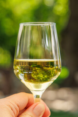 Naklejka premium Glass of white wine in hand in sunlight