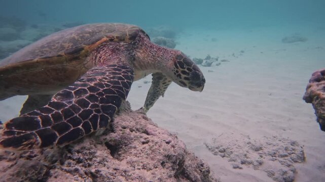 Graceful Sea Turtles Floating in Clear Blue Water Gili Islands Bali Underwater Shot