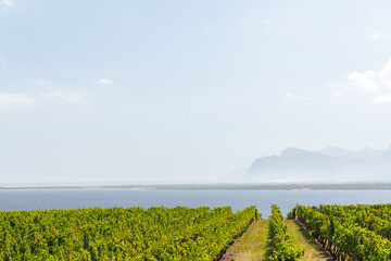 Naklejka premium Sunlit vineyard rows in South Africa
