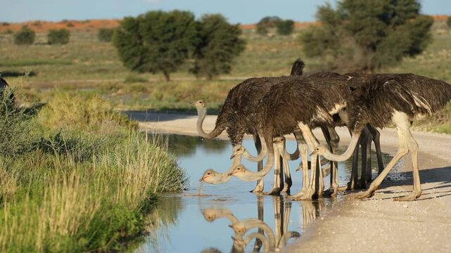 A group of ostriches (Struthio camelus) drinking water, Kalahari desert, South Africa