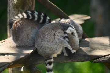 Fototapeta premium Ring-tailed lemurs sleeping together on a wooden platform, concept of animal social bonds and wildlife conservation. Cute Lemur catta resting in sunny park, protection of endangered species, sanctuary