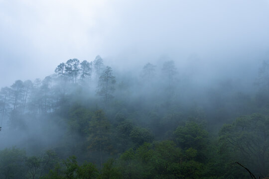 A misty forest landscape with trees shrouded in fog on a cloudy day