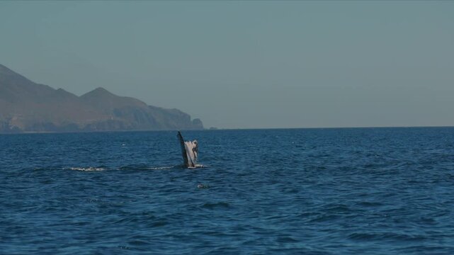 Gray whale diving and slapping its massive tail on the ocean surface, dramatic marine wildlife moment in Baja Mexico, powerful splash captured in golden sunlight, dynamic whale behavior with waves and