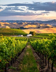 Fototapeta premium Vineyard scene with rolling hills, sunny skies, and verdant rows