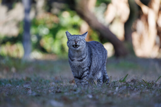 あくびした後の変な顔の野良猫
