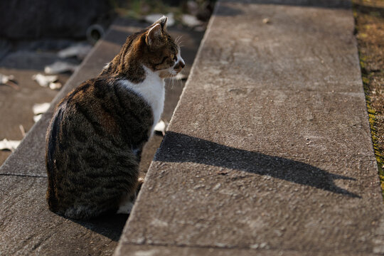猫型の影を見つめるキジトラ柄の野良猫