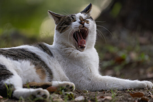 大きいあくびをするキジトラ柄とぶち猫柄の野良猫