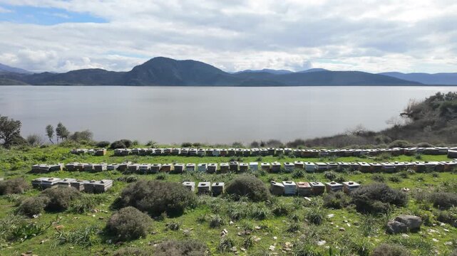 Rows Of Beehives In Green Field Near Lake Bafa Shore. High quality 4k footage